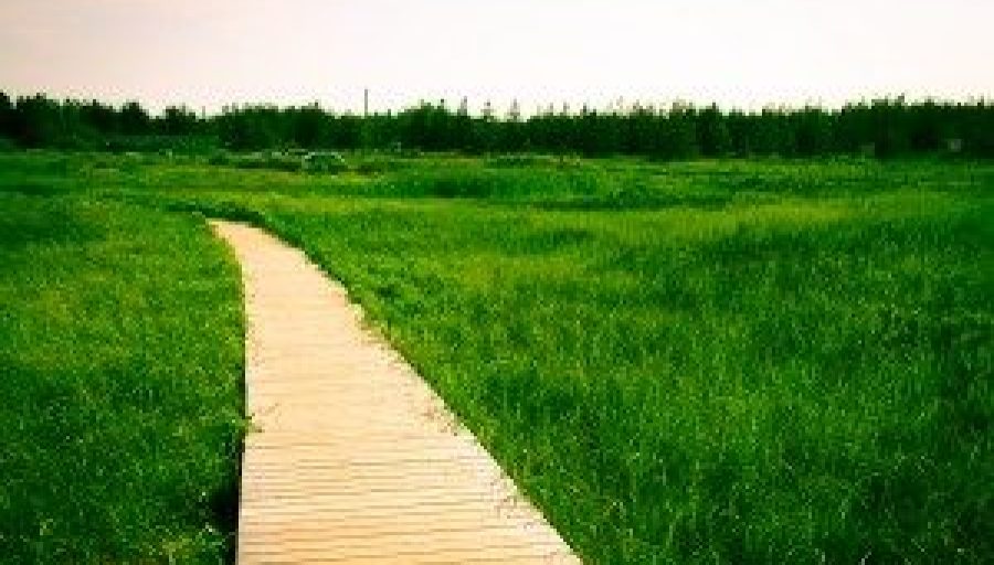 Content Marketing That Converts